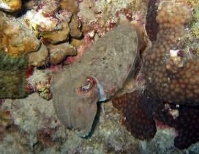 Cuttlefish