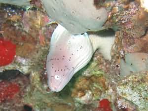 Gray moray eel