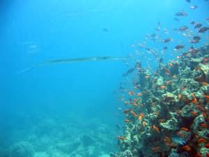 Cornet fish