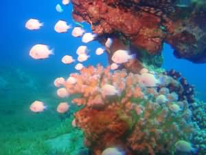 Damsel fish