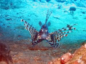 Lion fish