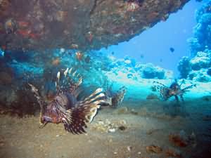Lion fish beneath the barge