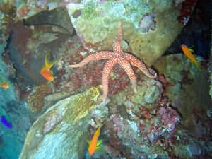 Seastar on prop of old wreck