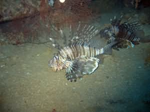 Lion fish