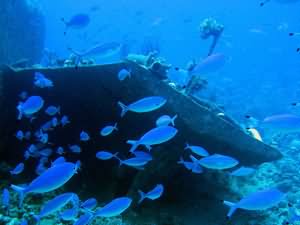 Fusiliers on old wreck
