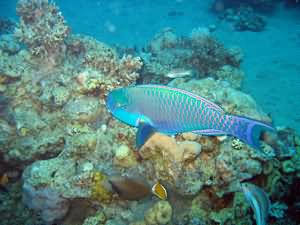Parrot fish