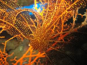 Basket star