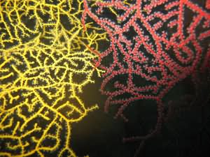 Net corals