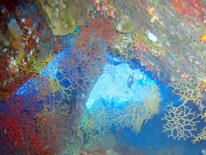 Under the old wreck