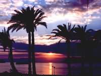 Aqaba Palm trees