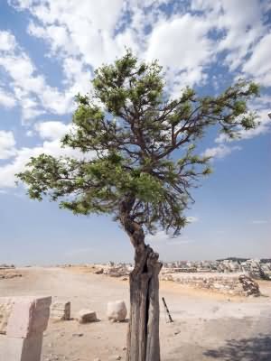 lone tree