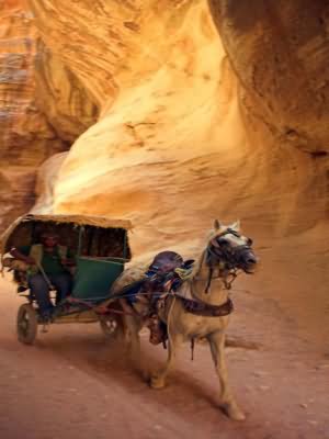 horse and buggy