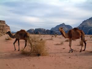 Camels in Wadi Rum