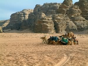 Ships of the desert
