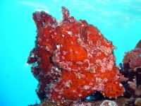 Frogfish