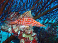 Hawkfish