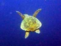 Halashka in the sea