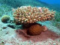 Acropora coral