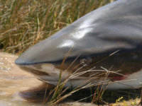 Bull shark