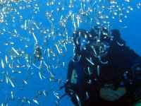Close to the fish