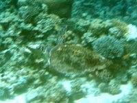 Turtle freed