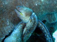 Dead moray eel