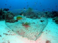 Fish trap at Gorgone One