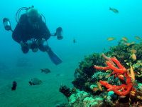 Coral Garden