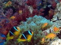 Clown fish with red corals