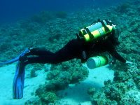 Pelagian diver
