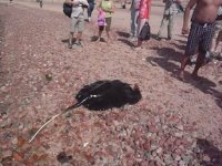 Stingray beached by fisherman