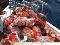 Trash recovered from the sea