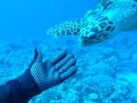 Turtle approaching diver