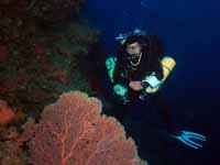 Fan coral at 75 metres