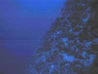 Reef wall at 100m