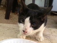 Dive centre kitten