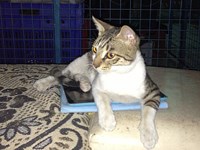 dive centre cat