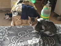 dive centre cats