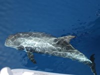 Pilot whale