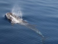 Pilot whale exhaling