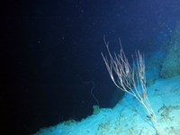 At 100m depth