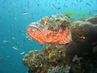 Guardian Scorpion fish
