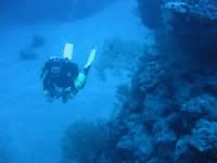 Sea fan lined gullies