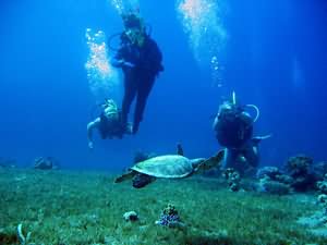 Scuba Diving for all
