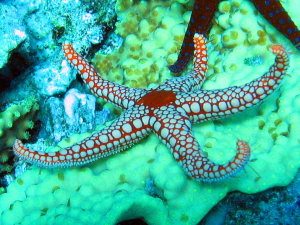Seastar