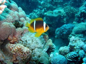 Clownfish
