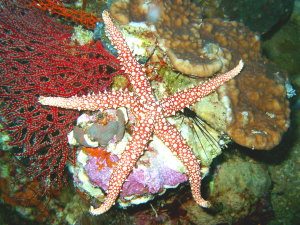 Seastar