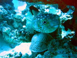 Burr fish