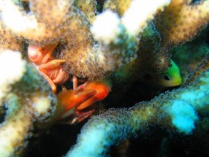 Hiding in the coral