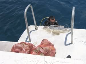 The first trash arrives